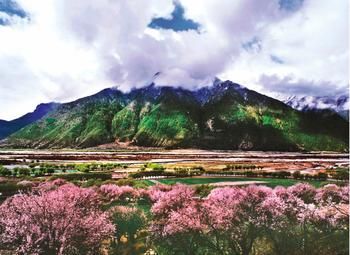 林芝桃花文化旅游節(jié)